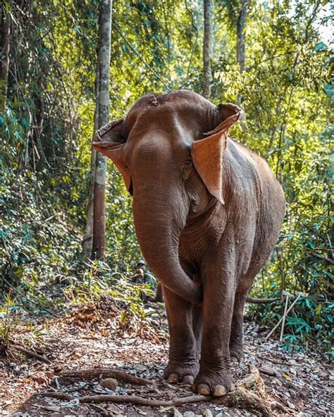 cambodia wildlife sanctuary