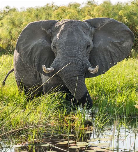 Okavango Delta Safaris & Vacation Packages 2021-2022 | Zicasso