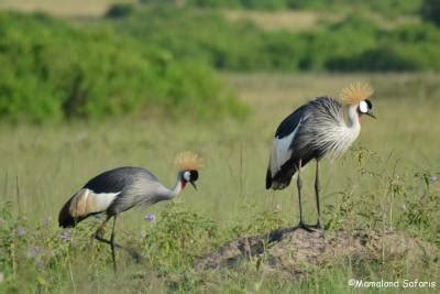 Grey Crowned Crane – Birding in Uganda - Mamaland Safaris