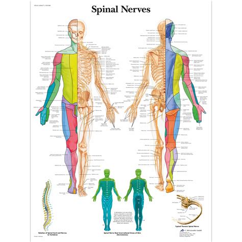 Anatomical Charts and Posters - Anatomy Charts - Spinal Nerves Paper Chart