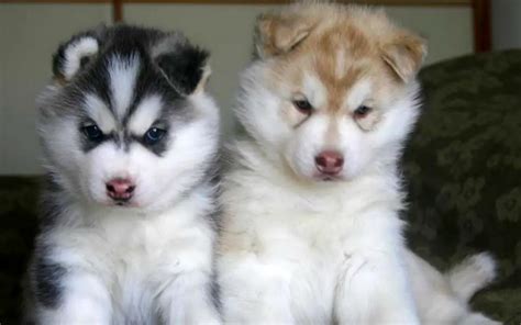 Siberian husky puppies available Blue Eyes