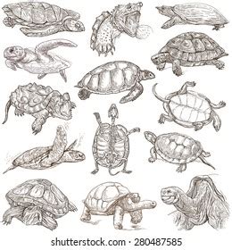 Realistic Outline Tortoise Drawing - Seifuku Wallpaper