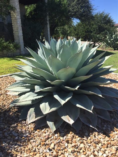 Deer Resistant Plants for Central Texas - Backbone Valley Nursery