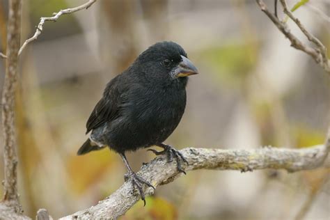 Bloodsucking Birds! The Vampire Finches of Wolf Island, Galapagos