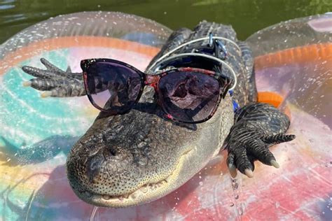 Wally the emotional support alligator stolen during Georgia vacation ...