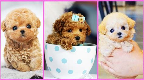 Micro Poodle -Tea Cup Poodle Puppies Video Compilation - YouTube