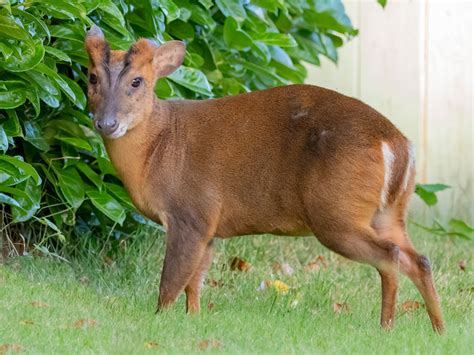 Muntjac Deer - The British Deer Society