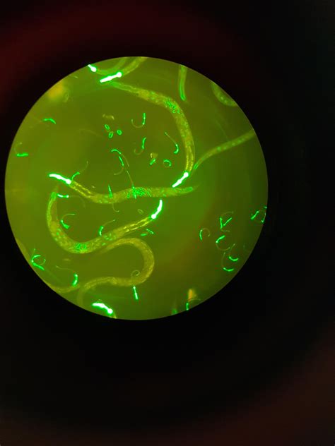 GFP C. Elegans under fluorescent microscope. : r/labrats