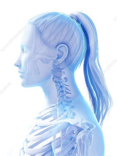 Female neck bones, artwork - Stock Image - F009/5533 - Science Photo ...