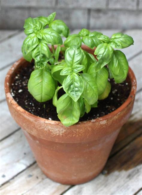 How to Grow Basil Indoors - Plant Instructions