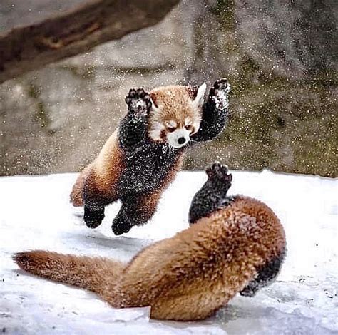 Pin on Baby animals | Red panda, Red panda cute, Animal photo