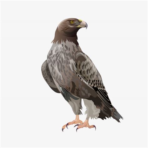 Best Common Buzzard Illustrations, Royalty-Free Vector Graphics & Clip Art - iStock