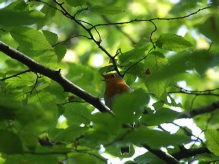 Bird in tree | Saw this bird singing away in the tree while … | Flickr