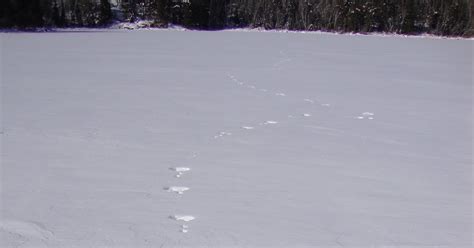 Boundary Waters Blogger: Canadian Lynx Tracks