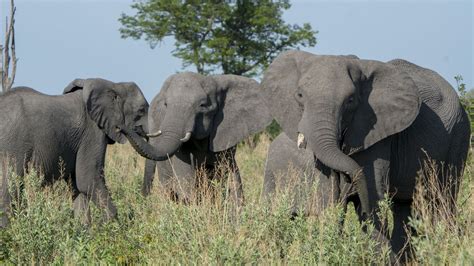 Study: Ivory trade accelerated "evolution" of tuskless elephants