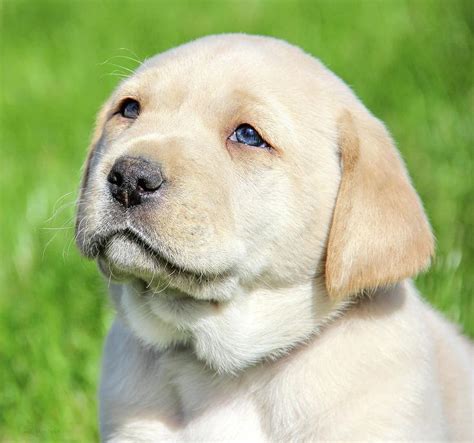 Yellow Labrador Retriever Puppy Gaze Photograph By Jennie Marie ... - #Gaze #Jennie #Labra ...