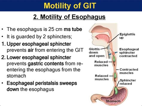 The Esophagus Human Anatomy Picture Function