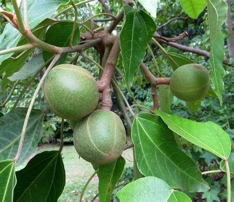 Aleurites moluccana - Candlenut | Invasive species, Species, Nature