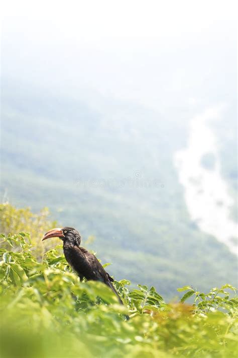 Crowned Hornbill Oribi Gorge Nature Reserve Stock Photo - Image of ...