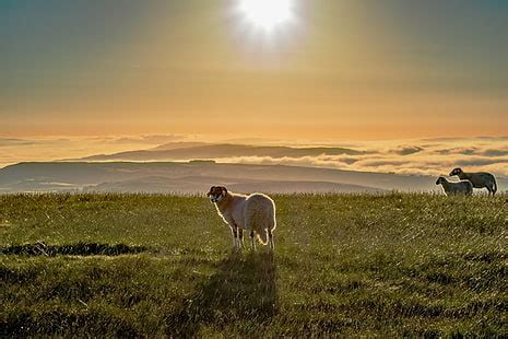 HD wallpaper: White Sheep on Farm, agriculture, animals, background ...