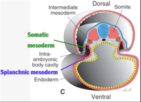 Intermediate Mesoderm