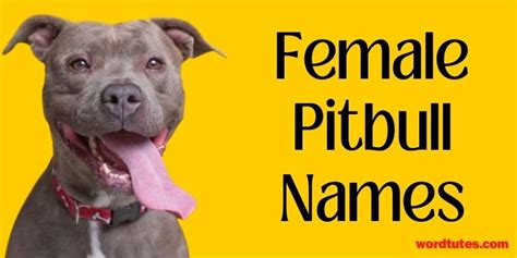 Female Pitbull Names - Leading Ladies - Word Tutes