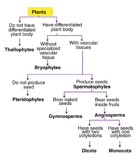 Flow Chart: Classification of Kingdom Plantae