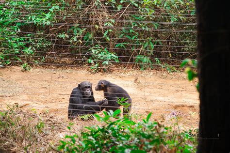 Tacugama Chimpanzee Sanctuary-Sierra Leone-Wildlife-Chimpanzee-17 ...