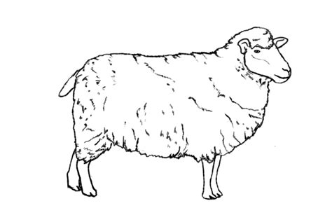 Sheep - Drawing Skill