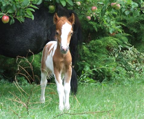 falabella horses for sale