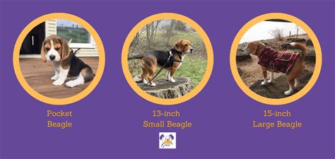 Beagle Growth and Weight Chart (Male & Female) - K9 Web