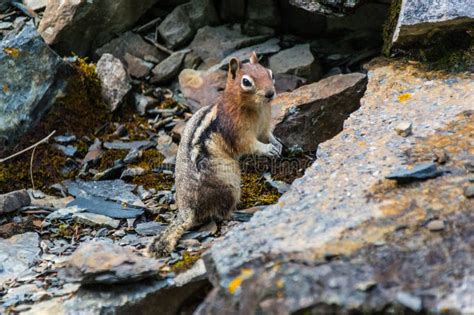 Chipmunk in Its Natural Habitat Stock Image - Image of nature, natural ...