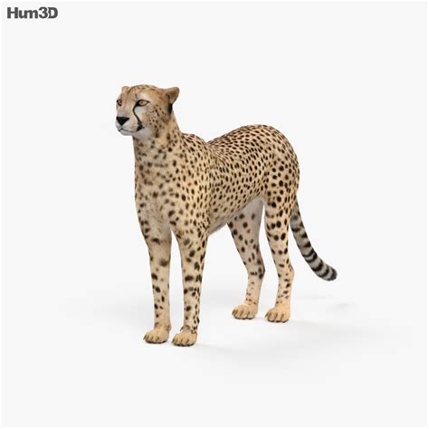 Animated Cheetah 3D model - Animals on Hum3D