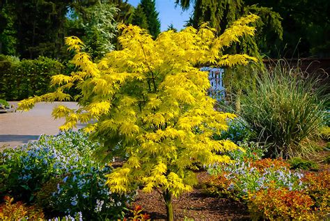 Orange Dream Japanese Maple Trees For Sale | The Tree Center™