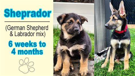 Lab German Shepherd Mix Puppies