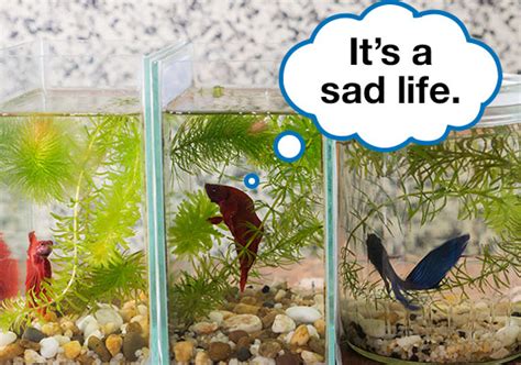 Ideal Betta Fish Tank Size: Guide to a Happy, Healthy Betta