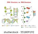 Structure Of DNA Free Stock Photo - Public Domain Pictures