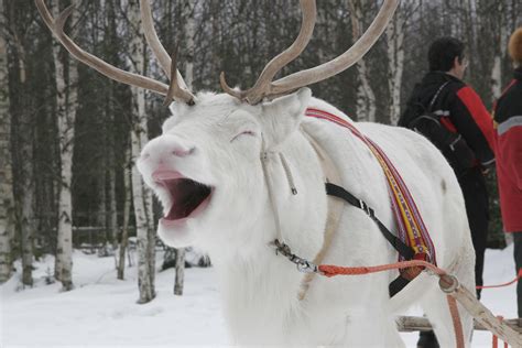 Finland Tourism | DiscoveringFinland.com | Smiling animals, Funny ...