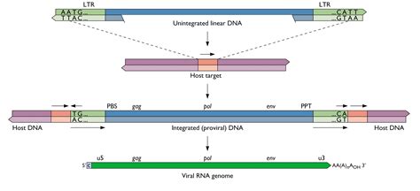 Retroviral integration and the XMRV provirus