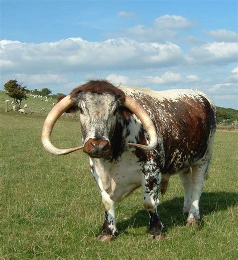 40 Pictures of Bulls with really Big Horns - Tail and Fur