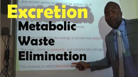 Excretion - Metabolic Waste Elimination - YouTube