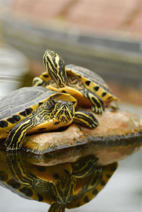 Mini Pet Turtles That Stay Small - GESTUFZ