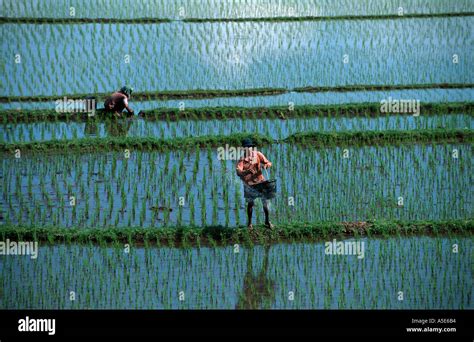 rice field with farmer in Bali, Indonesia Stock Photo - Alamy