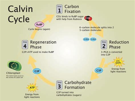 Calvin Cycle - National Geographic Society