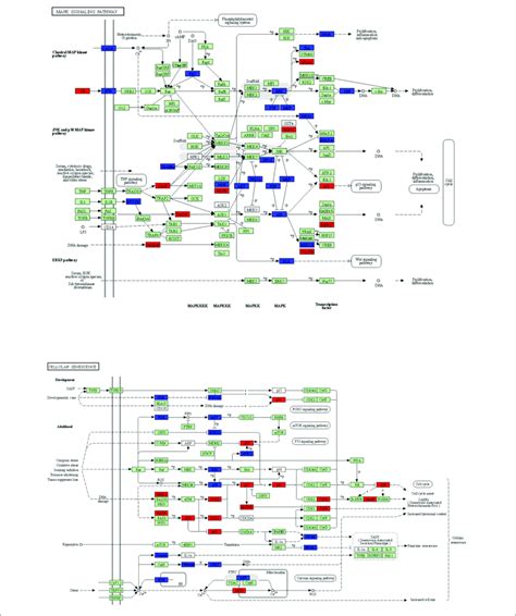 | The key KEGG pathways: MAPK signaling pathway and cellular senescence ...