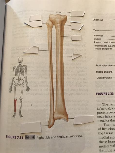 Fibula Diagram | Quizlet