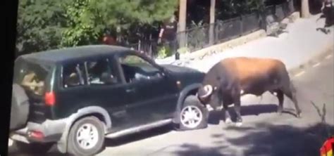 Terrifying video shows bull attacking car non-stop in the middle of the road - From Around The ...