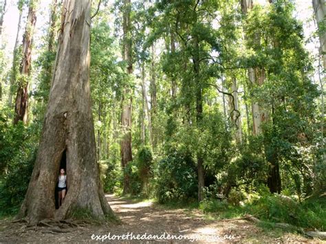 Sherbrooke Falls • Dandenong Ranges National Park