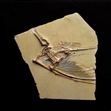 Rhamphorhynchus muensteri fossil