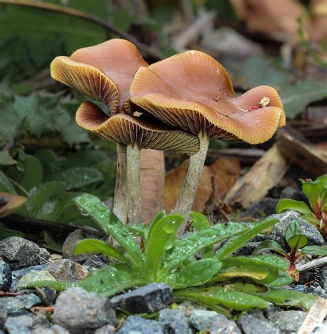 Wavy caps (Psilocybe cyanescens) - Picture Mushroom